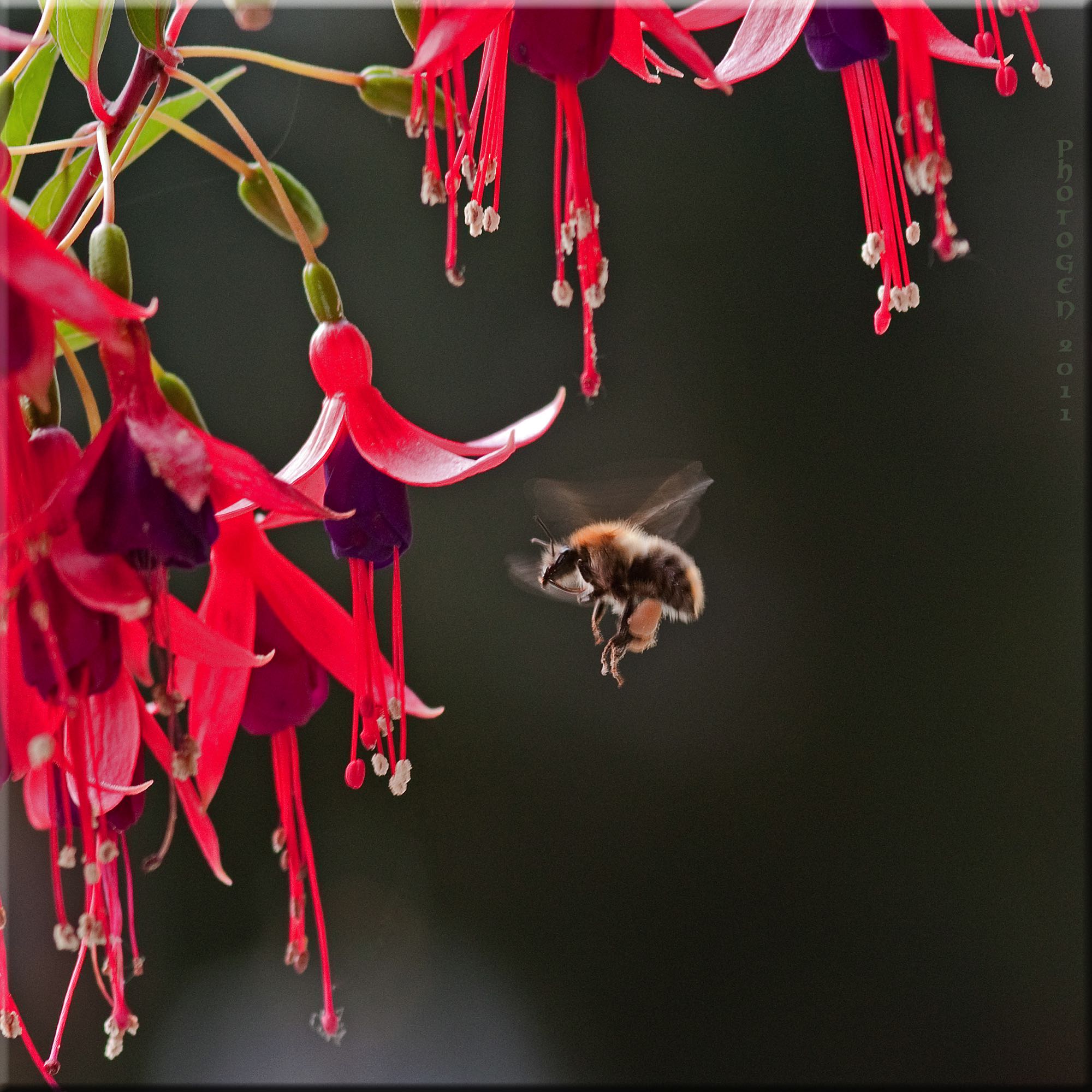 Fuchsien mit Biene