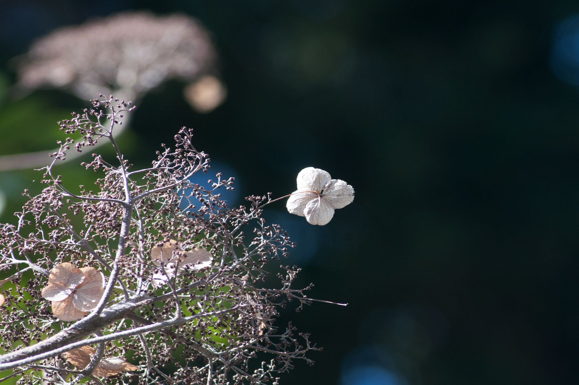 Hortensienblüte