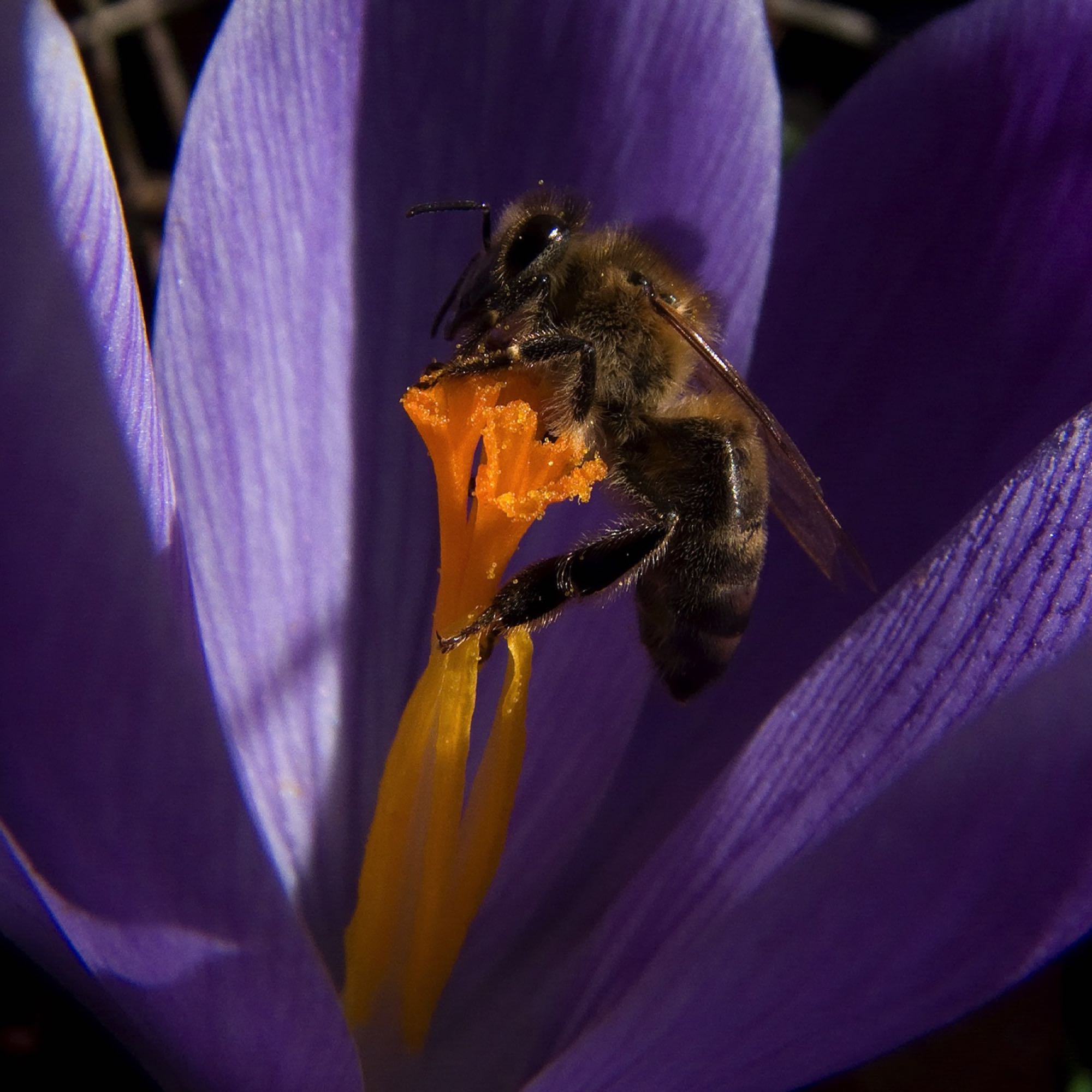 Krokus mit Biene