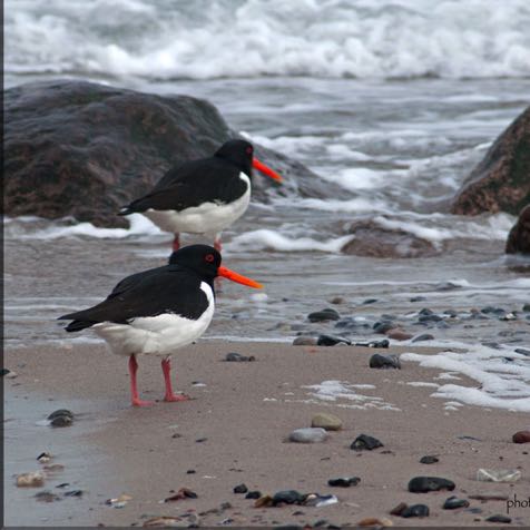 Austernfischer an der Ostsee