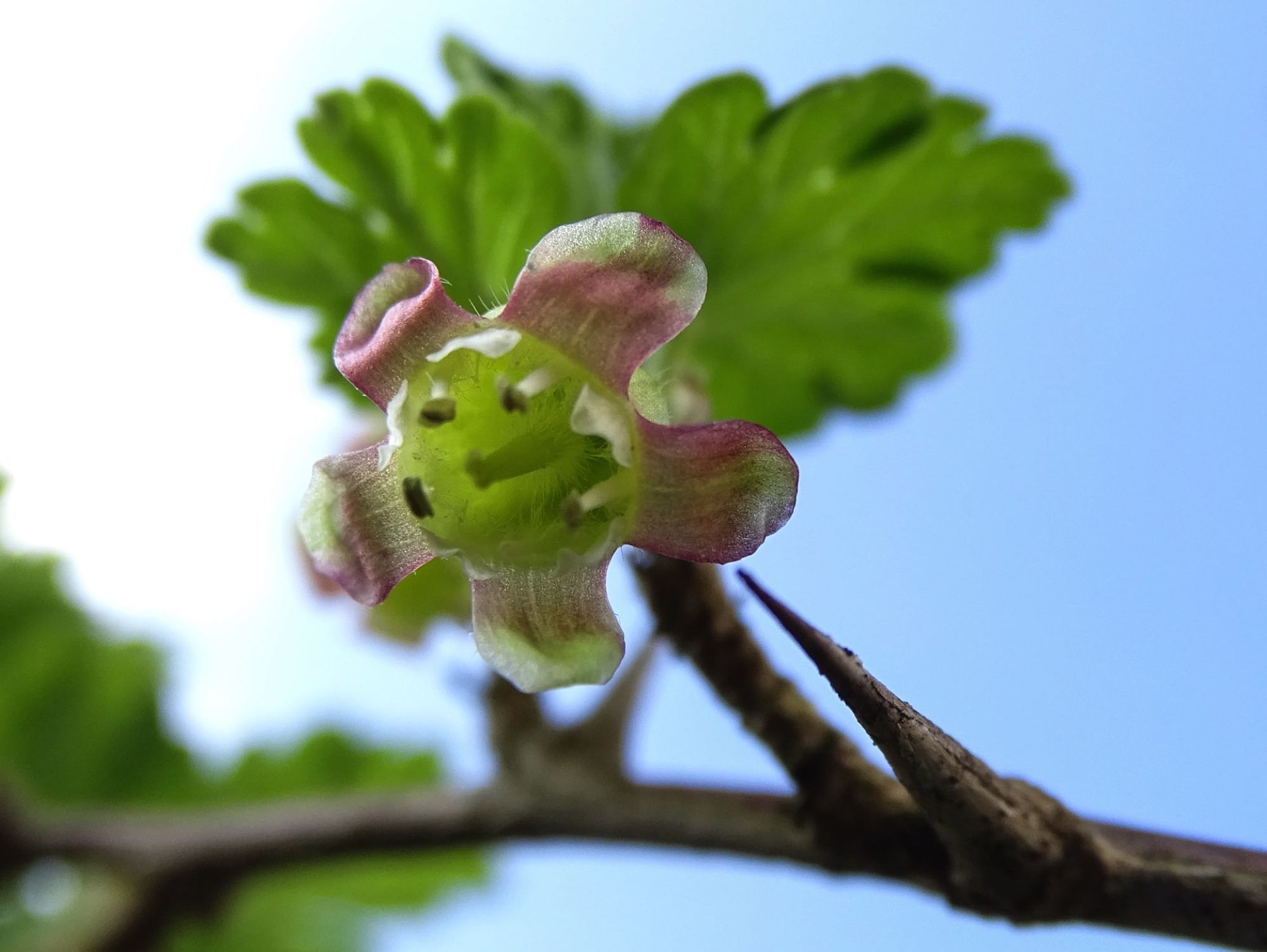 Stachelbeerblüte