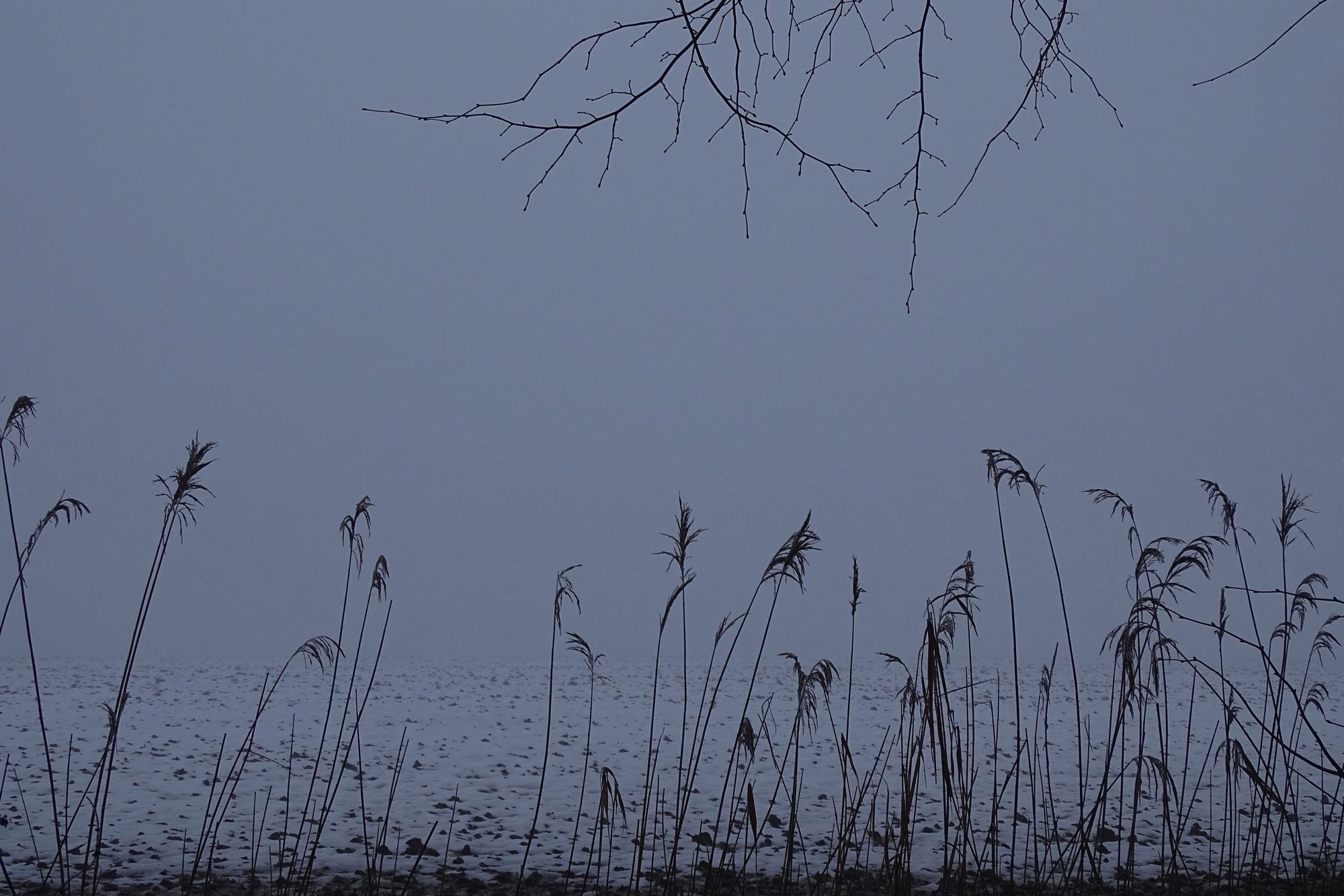 Winternebel in der Marsch